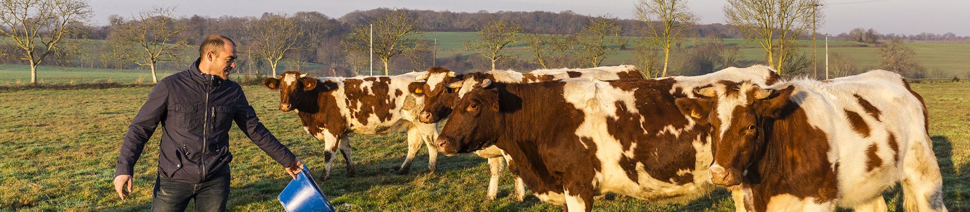 Éleveur donnant à manger à ses vaches dans un champs